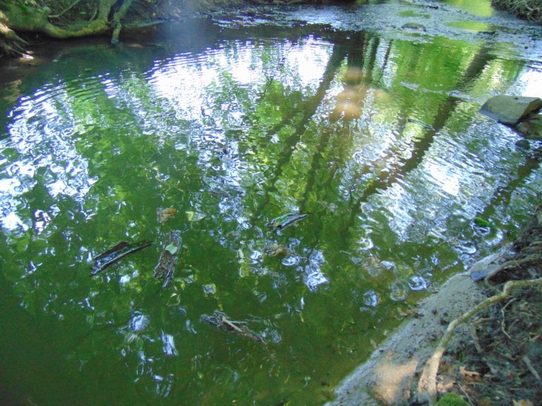 Ekologický kroužek – život u potoka
